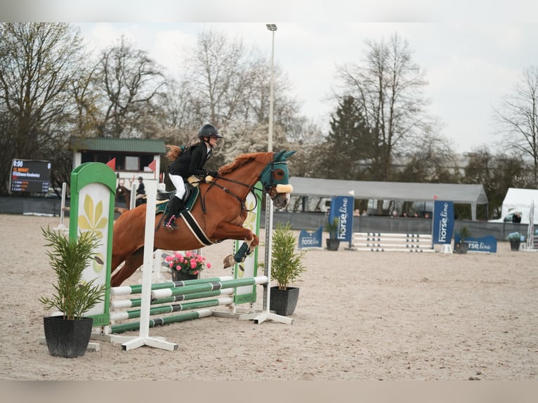 Malopolski / Anglo-Arabo Polacco Castrone 10 Anni 165 cm Sauro in Konary