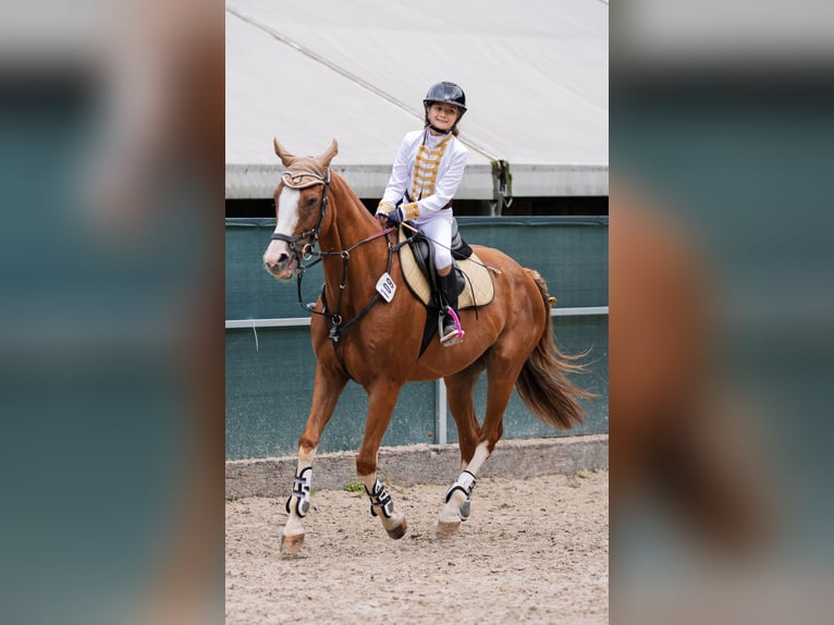 Malopolski / Anglo-Arabo Polacco Castrone 10 Anni 165 cm Sauro in Konary