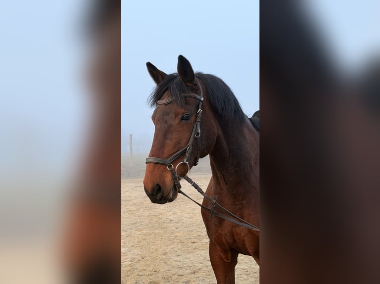 Malopolski / Anglo-Arabo Polacco Castrone 11 Anni 165 cm Baio ciliegia in Puck