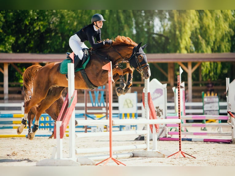 Malopolski / Anglo-Arabo Polacco Castrone 11 Anni 166 cm Sauro in Radawa