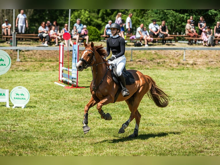 Malopolski / Anglo-Arabo Polacco Castrone 11 Anni 166 cm Sauro in Radawa