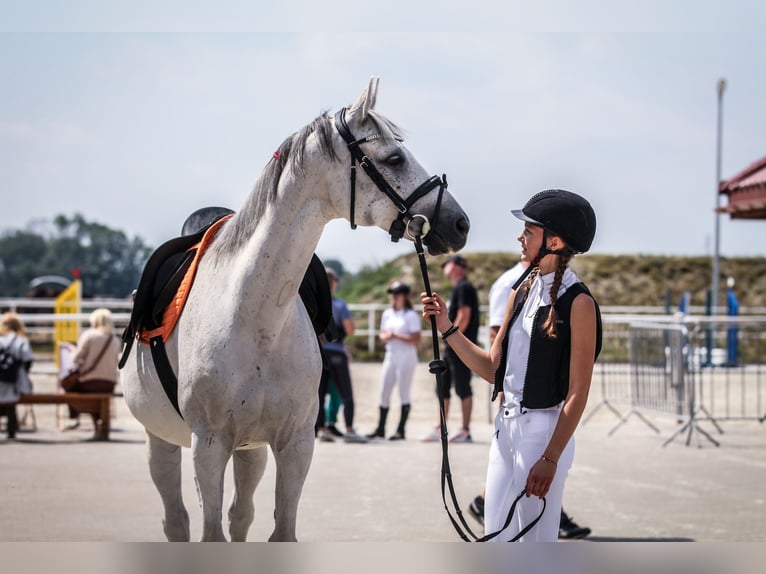Malopolski / Anglo-Arabo Polacco Castrone 13 Anni 160 cm Grigio in Podgaj