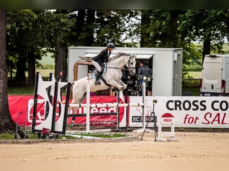 Malopolski / Anglo-Arabo Polacco Castrone 13 Anni 160 cm Grigio in Podgaj