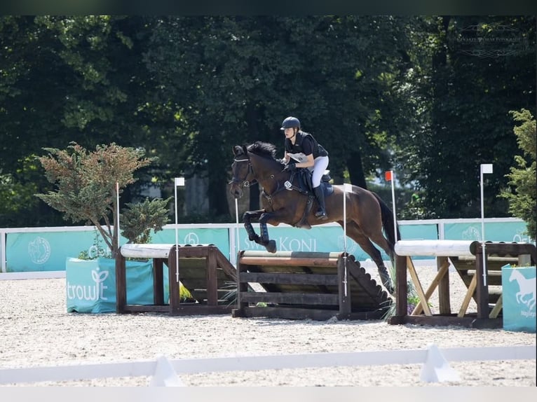 Malopolski / Anglo-Arabo Polacco Castrone 15 Anni 175 cm Baio scuro in Józefin