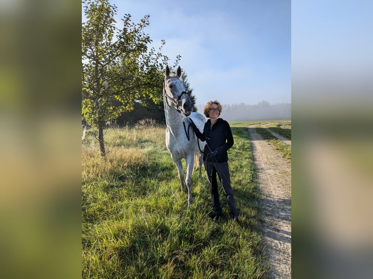 Malopolski / Anglo-Arabo Polacco Castrone 17 Anni 155 cm Grigio trotinato in Augsburg