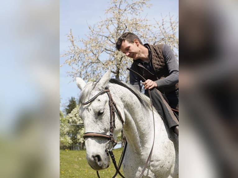 Malopolski / Anglo-Arabo Polacco Castrone 17 Anni 155 cm Grigio trotinato in Augsburg