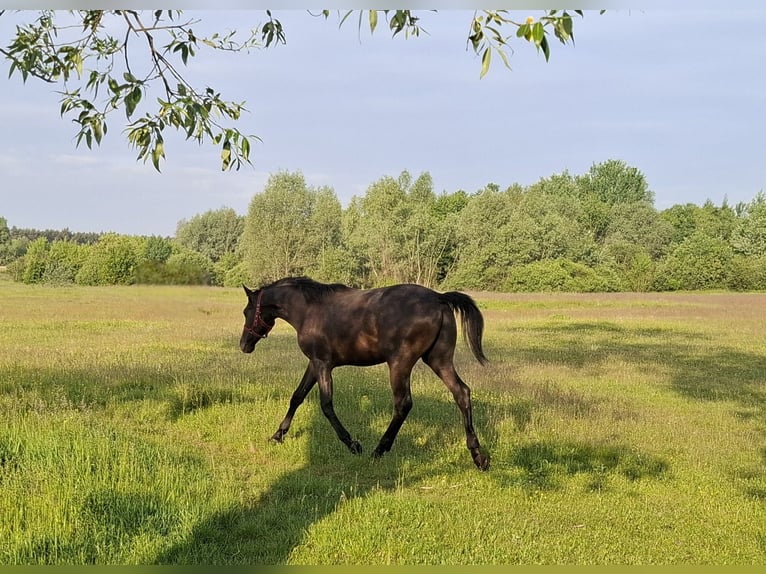 Malopolski / Anglo-Arabo Polacco Castrone 1 Anno 155 cm Grigio in D&#x119;blin