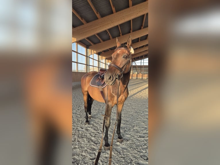 Malopolski / Anglo-Arabo Polacco Castrone 20 Anni 163 cm Baio in Weidhausen bei Coburg