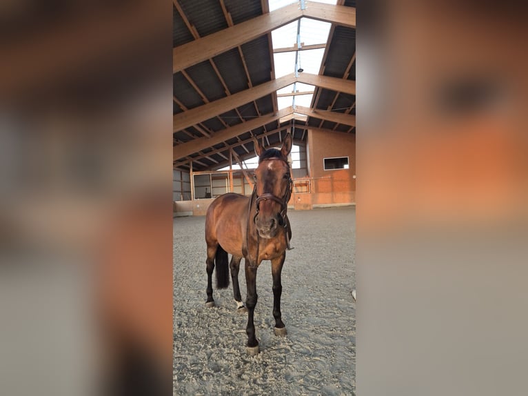 Malopolski / Anglo-Arabo Polacco Castrone 20 Anni 163 cm Baio in Weidhausen bei Coburg