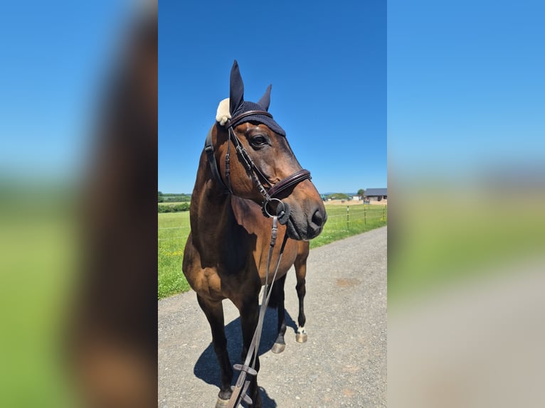Malopolski / Anglo-Arabo Polacco Castrone 20 Anni 163 cm Baio in Weidhausen bei Coburg