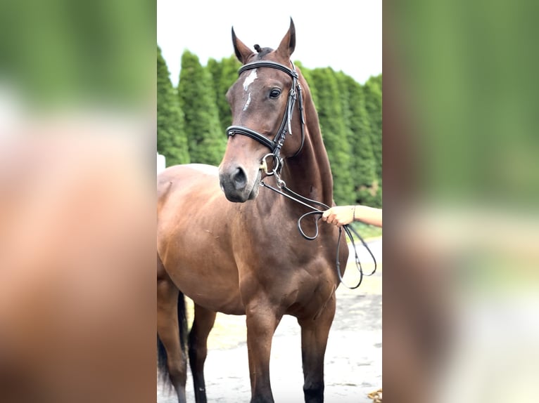 Malopolski / Anglo-Arabo Polacco Castrone 2 Anni 166 cm Baio ciliegia in Popiel&#xF3;w