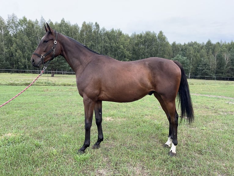 Malopolski / Anglo-Arabo Polacco Castrone 2 Anni 166 cm Baio ciliegia in Popiel&#xF3;w