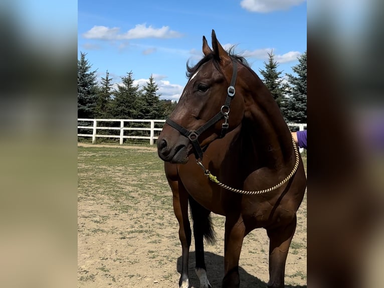 Malopolski / Anglo-Arabo Polacco Castrone 3 Anni 166 cm Baio ciliegia in Popielów