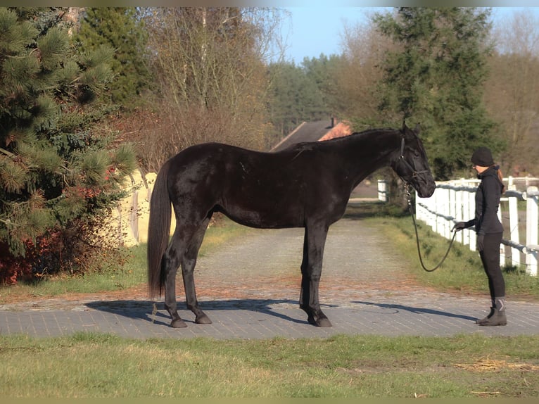 Malopolski / Anglo-Arabo Polacco Castrone 3 Anni 175 cm Morello in Santok