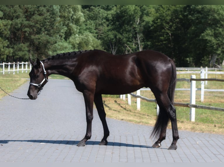 Malopolski / Anglo-Arabo Polacco Castrone 3 Anni 177 cm Morello in Santok