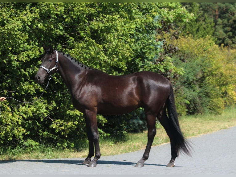 Malopolski / Anglo-Arabo Polacco Castrone 3 Anni 177 cm Morello in Santok