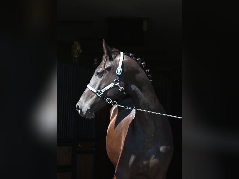 Malopolski / Anglo-Arabo Polacco Castrone 3 Anni 177 cm Morello in Santok