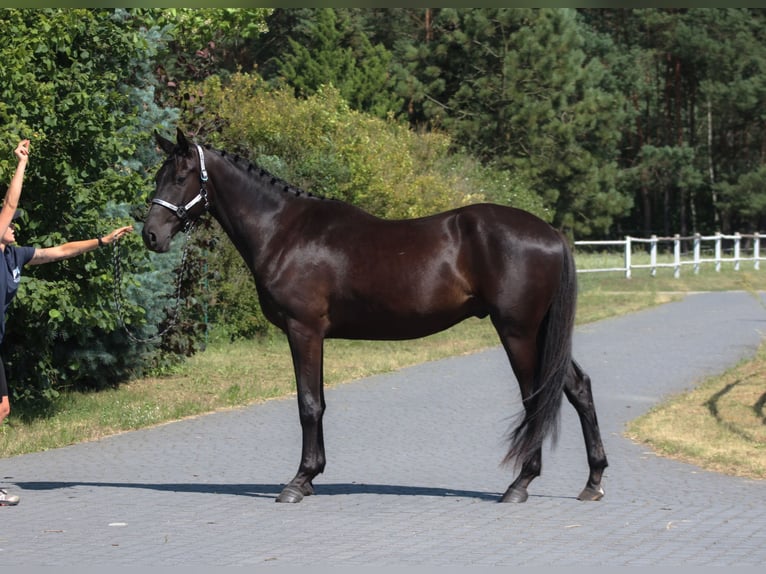 Malopolski / Anglo-Arabo Polacco Castrone 3 Anni 177 cm Morello in Santok