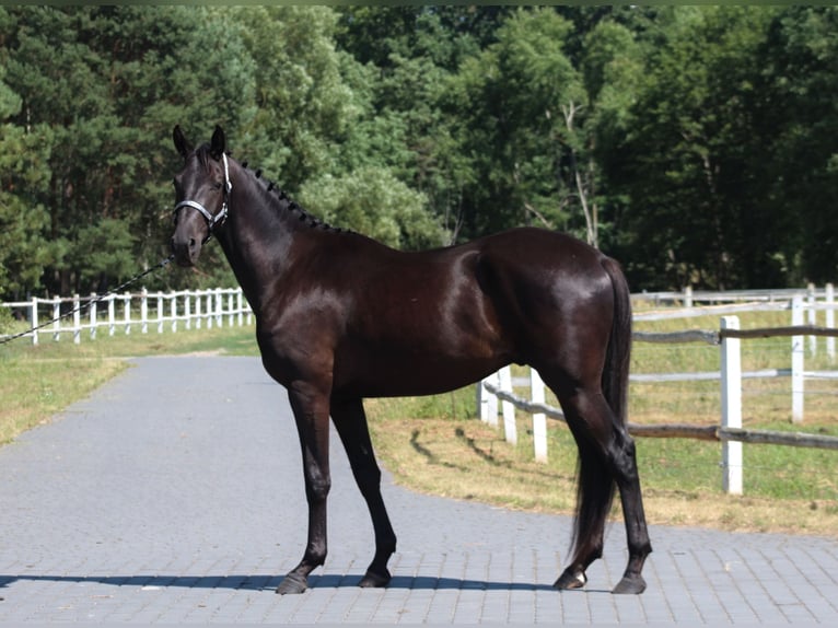 Malopolski / Anglo-Arabo Polacco Castrone 3 Anni 177 cm Morello in Santok