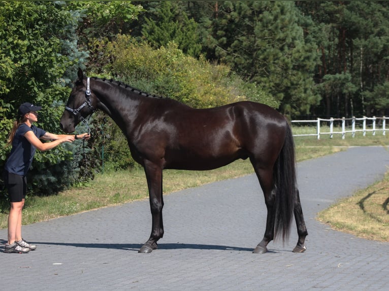 Malopolski / Anglo-Arabo Polacco Castrone 3 Anni 177 cm Morello in Santok