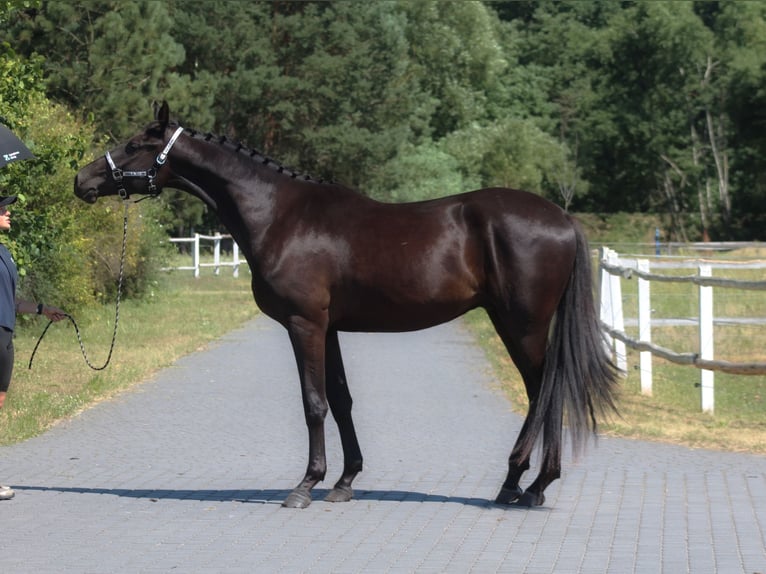 Malopolski / Anglo-Arabo Polacco Castrone 3 Anni 177 cm Morello in Santok