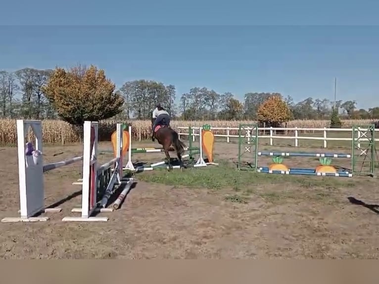 Malopolski / Anglo-Arabo Polacco Castrone 4 Anni 161 cm Baio in Kochowo