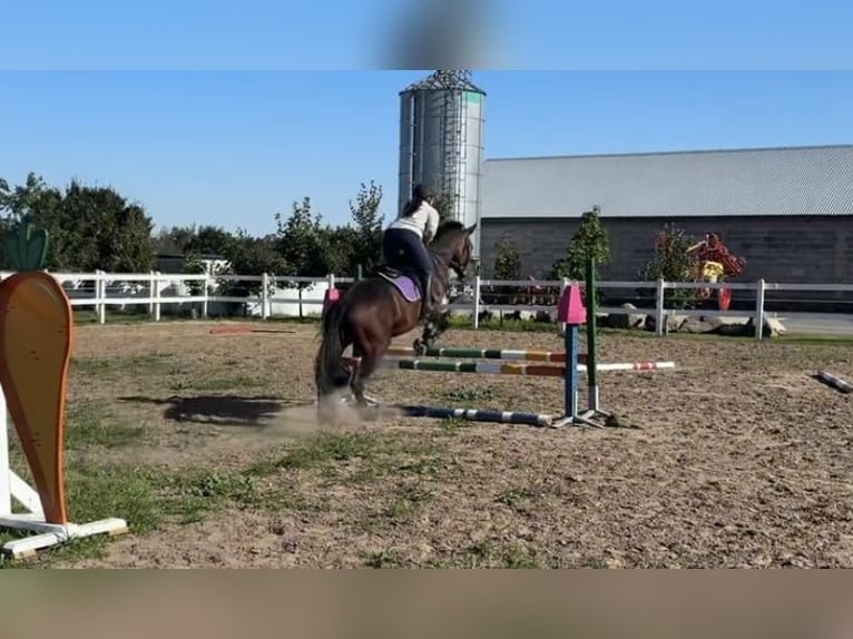 Malopolski / Anglo-Arabo Polacco Castrone 4 Anni 161 cm Baio in Kochowo