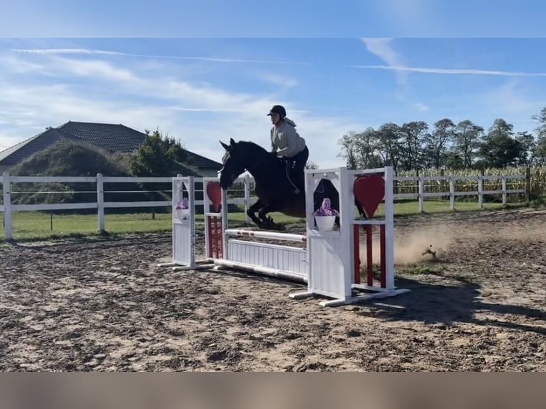 Malopolski / Anglo-Arabo Polacco Castrone 4 Anni 161 cm Baio in Kochowo