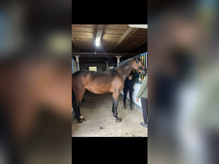 Malopolski / Anglo-Arabo Polacco Castrone 4 Anni  in Kolonia Batorz