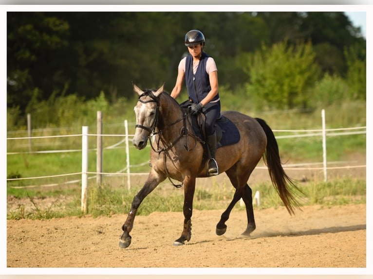 Malopolski / Anglo-Arabo Polacco Castrone 5 Anni 163 cm Grigio in Unieszewo