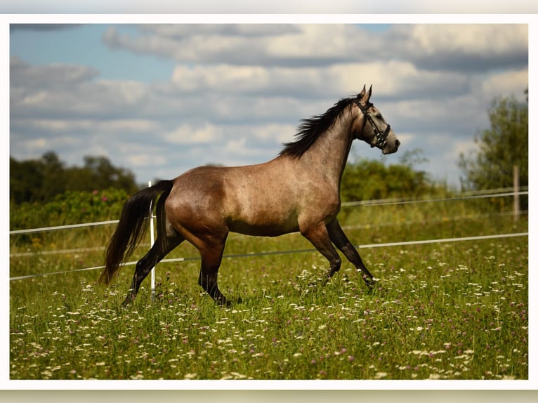 Malopolski / Anglo-Arabo Polacco Castrone 5 Anni 163 cm Grigio in Unieszewo