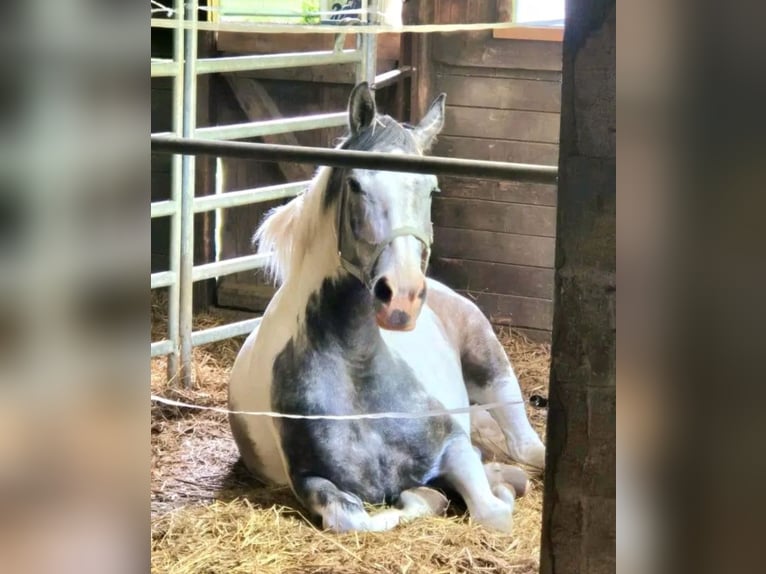 Malopolski / Anglo-Arabo Polacco Castrone 5 Anni 165 cm Pezzato in Kecskem&#xE9;t