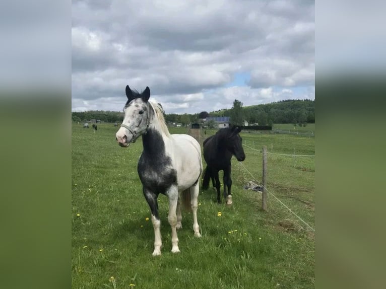 Malopolski / Anglo-Arabo Polacco Castrone 5 Anni 165 cm Pezzato in Kecskem&#xE9;t