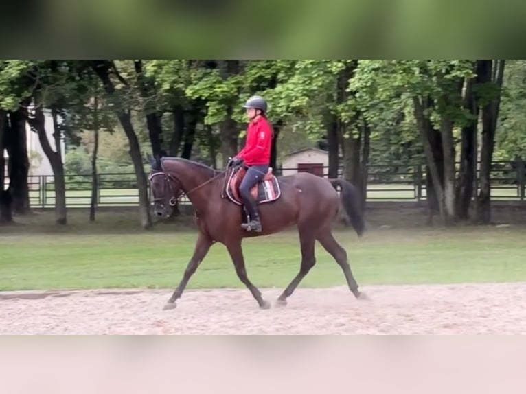 Malopolski / Anglo-Arabo Polacco Castrone 5 Anni 170 cm Morello in Krasnystaw