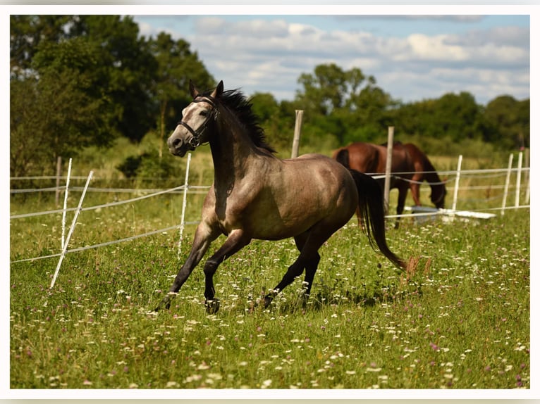 Malopolski / Anglo-Arabo Polacco Castrone 6 Anni 163 cm Grigio in Unieszewo