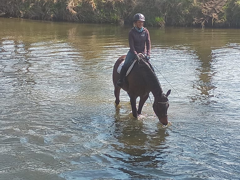 Malopolski / Anglo-Arabo Polacco Castrone 6 Anni 164 cm Baio in Leszno Dolne