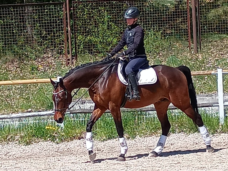 Malopolski / Anglo-Arabo Polacco Castrone 6 Anni 164 cm Baio ciliegia in Leszno Dolne