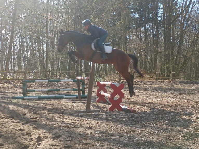 Malopolski / Anglo-Arabo Polacco Castrone 6 Anni 164 cm  in Leszno Dolne