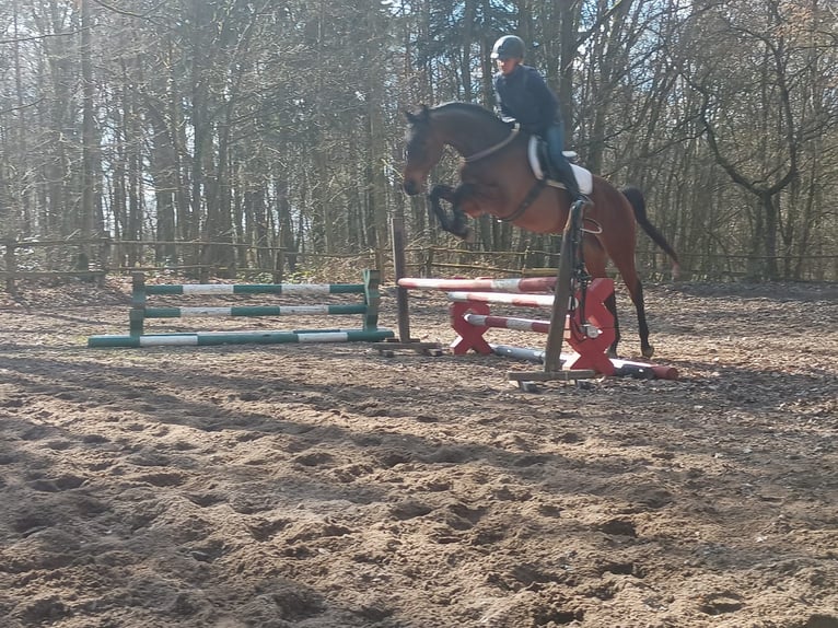 Malopolski / Anglo-Arabo Polacco Castrone 6 Anni 164 cm  in Leszno Dolne