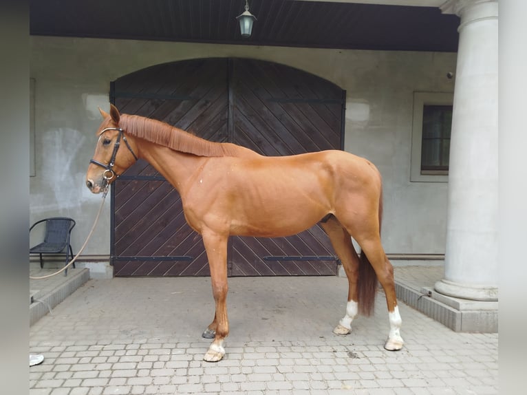 Malopolski / Anglo-Arabo Polacco Castrone 6 Anni 175 cm Sauro in Grzmi&#x105;ca