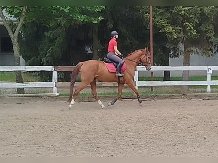 Malopolski / Anglo-Arabo Polacco Castrone 6 Anni 175 cm Sauro in Grzmi&#x105;ca