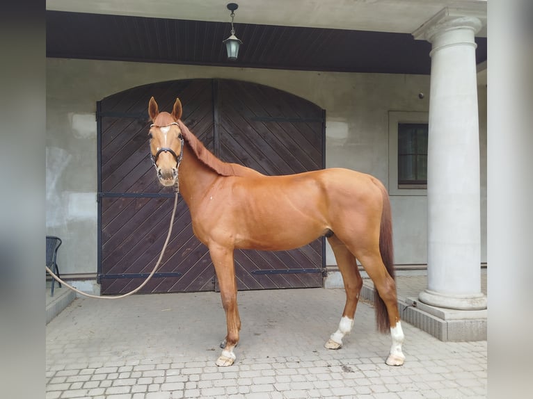Malopolski / Anglo-Arabo Polacco Castrone 6 Anni 175 cm Sauro in Grzmi&#x105;ca