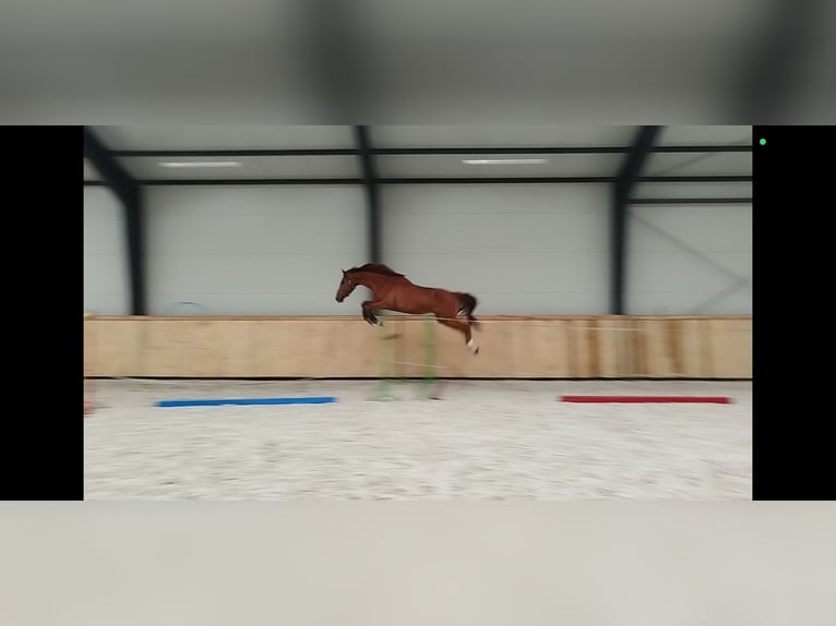 Malopolski / Anglo-Arabo Polacco Castrone 6 Anni 175 cm Sauro in Grzmi&#x105;ca