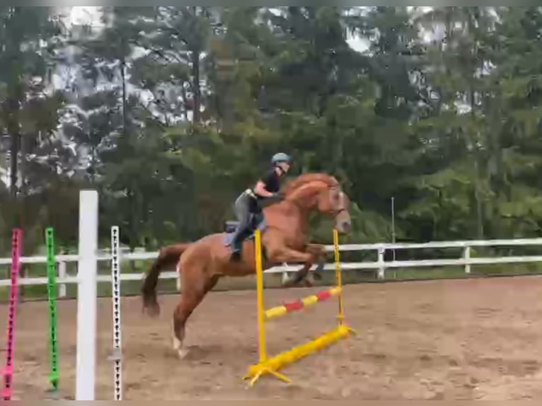 Malopolski / Anglo-Arabo Polacco Castrone 6 Anni 175 cm Sauro in Grzmi&#x105;ca