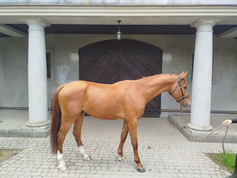 Malopolski / Anglo-Arabo Polacco Castrone 6 Anni 175 cm Sauro in Grzmi&#x105;ca