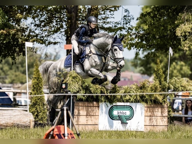 Malopolski / Anglo-Arabo Polacco Castrone 6 Anni 180 cm Grigio in Garwolin