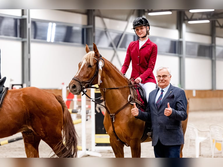 Malopolski / Anglo-Arabo Polacco Castrone 8 Anni 163 cm Sauro in Bielsko-Biała