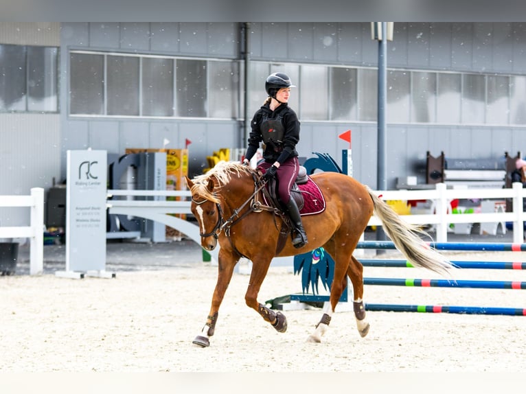 Malopolski / Anglo-Arabo Polacco Castrone 8 Anni 163 cm Sauro in Bielsko-Biała