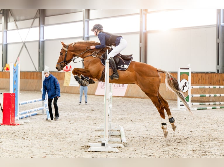Malopolski / Anglo-Arabo Polacco Castrone 8 Anni 163 cm Sauro in Bielsko-Biała