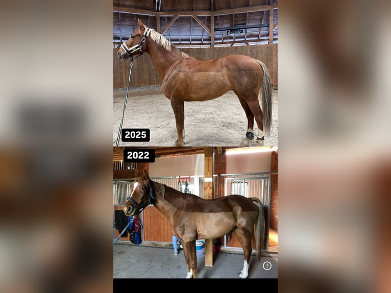 Malopolski / Anglo-Arabo Polacco Castrone 8 Anni 163 cm Sauro in Bielsko-Biała